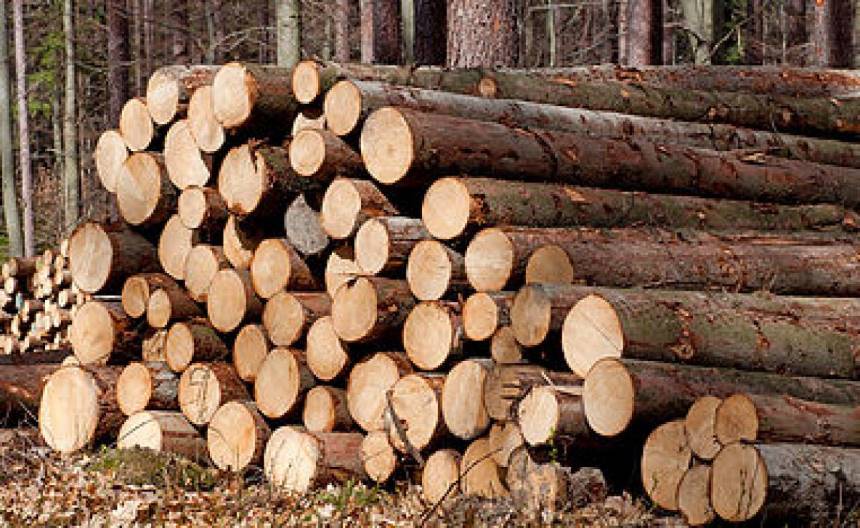 Minister must end timber uncertainty
