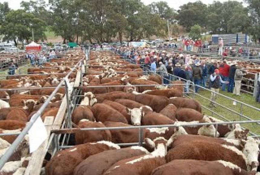 Parliament told of importance of calf sales
