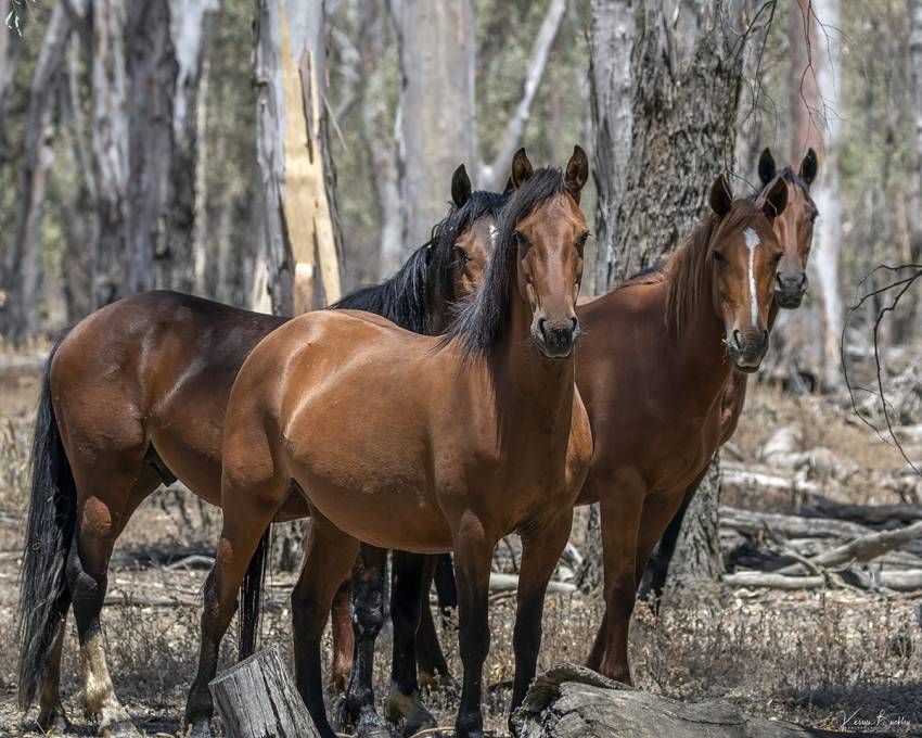 Minister must come clean on brumby culling program